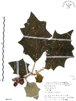 藏品(羊不食、毛茄)的圖片