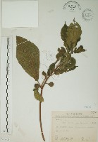 藏品(牛乳榕)的圖片