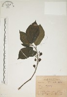 藏品(牛乳榕)的圖片