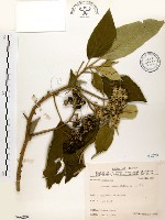 藏品(山煙草)的圖片