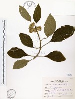 藏品(山煙草)的圖片