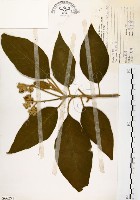 藏品(山煙草)的圖片