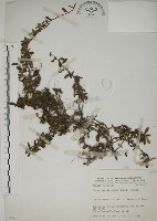 藏品(越橘葉蔓榕)的圖片