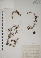 藏品(越橘葉蔓榕)的圖片