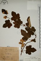 藏品(臺灣懸鉤子)的圖片