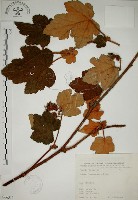 藏品(高山懸鉤子、玉山懸鉤子)的圖片