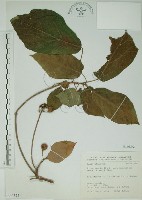 藏品(牛乳榕)的圖片