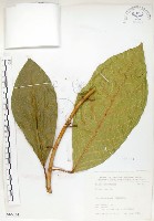 藏品(大冇榕、稜果榕)的圖片