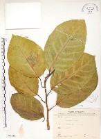 藏品(大冇榕、稜果榕)的圖片