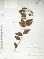 藏品(臺灣繡線菊)的圖片