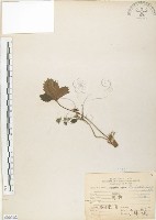 藏品(蛇莓、地莓、龍吐珠)的圖片