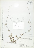 藏品(蛇莓、地莓、龍吐珠)的圖片