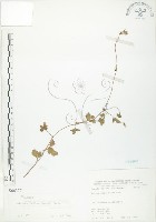 藏品(蛇莓、地莓、龍吐珠)的圖片