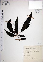 藏品(角桐草、台灣半蒴苣苔)的圖片