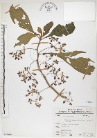 藏品(同蕊草、異色線柱苣苔)的圖片