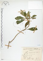 藏品(同蕊草、異色線柱苣苔)的圖片