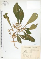藏品(同蕊草、異色線柱苣苔)的圖片
