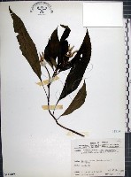 藏品(角桐草、台灣半蒴苣苔)的圖片