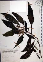 藏品(角桐草、台灣半蒴苣苔)的圖片