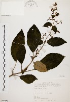 藏品(旋莢木)的圖片