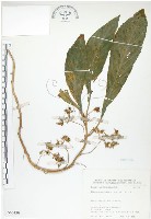 藏品(同蕊草、異色線柱苣苔)的圖片