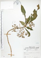 藏品(同蕊草、異色線柱苣苔)的圖片