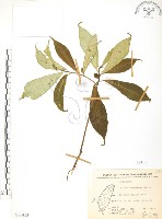 藏品(天仙果、臺灣榕)的圖片