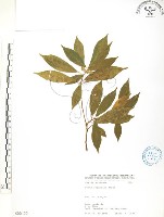 藏品(天仙果、臺灣榕)的圖片