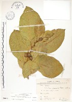 藏品(大冇榕、稜果榕)的圖片