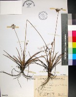 藏品(乾溝飄拂草)的圖片