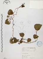 藏品(千金藤、金線吊烏龜)的圖片