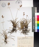 藏品(乾溝飄拂草)的圖片