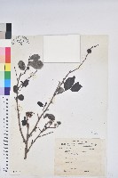 藏品(細葉饅頭果)的圖片