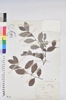 藏品(細葉饅頭果)的圖片