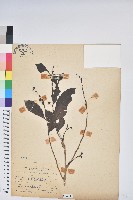 藏品(披針葉饅頭果)的圖片