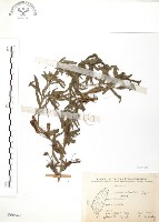 藏品(水丁香)的圖片