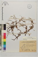 藏品(合歡柳葉菜)的圖片