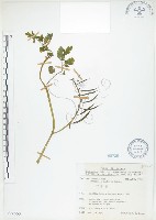 藏品(臺灣黃菫)的圖片