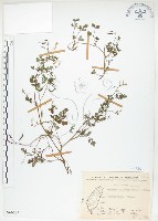 藏品(彎果黃菫)的圖片