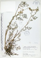 藏品(彎果黃菫)的圖片