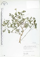 藏品(臺灣黃菫)的圖片