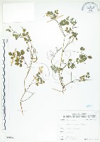 藏品(臺灣黃菫)的圖片