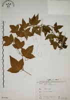 藏品(三角葉西番蓮)的圖片