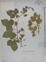 藏品(毛西番蓮)的圖片