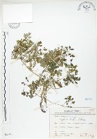 藏品(臺灣黃菫)的圖片