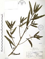 藏品(水丁香)的圖片