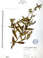 藏品(水丁香)的圖片