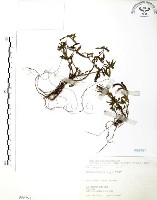 藏品(水丁香)的圖片