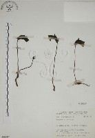 藏品(野菰)的圖片