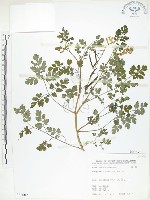 藏品(臺灣黃菫)的圖片